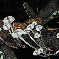 Buy canvas prints of Mycena Galericulata  [possibly] by Mark  F Banks
