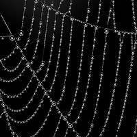 Buy canvas prints of Ring Light ,Spider Web , Dew Drops. by Mark  F Banks