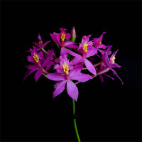 Buy canvas prints of Pink Orchids by Iona Newton