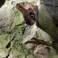 Buy canvas prints of Rock Climbing Butterfly by Iona Newton