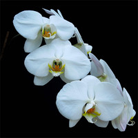 Buy canvas prints of White Orchids by Iona Newton
