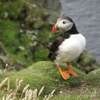 Buy canvas prints of Shetland Puffin by Iona Newton