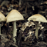 Buy canvas prints of Mushrooms by Iona Newton
