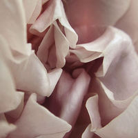 Buy canvas prints of  Ruffled Rose by Iona Newton