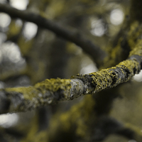 Buy canvas prints of  The Lichen Branch by Iona Newton