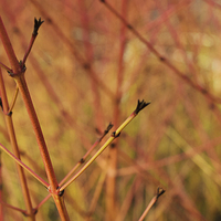 Buy canvas prints of  Coloured Stems by Iona Newton
