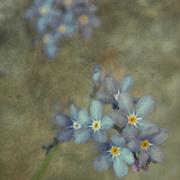 Buy canvas prints of  Forget Me Not by Iona Newton