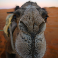 Buy canvas prints of  Be more Camel  by Oliver Harding