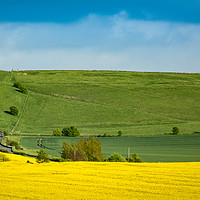 Buy canvas prints of Whitehorse over Rape Seed by Rob Perrett