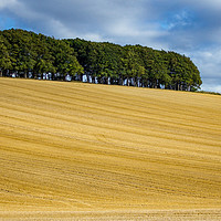 Buy canvas prints of Tree Line Over Lambourn by Rob Perrett