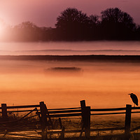 Buy canvas prints of Heron In The Mist by Rob Perrett