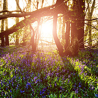 Buy canvas prints of Misty Sunrise Through Bluebell Wood by Rob Perrett