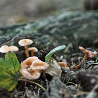 Buy canvas prints of Fungi by Ben Prior