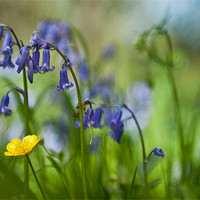 Buy canvas prints of Buttercup and Blubells by Ben Prior