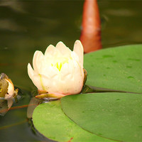 Buy canvas prints of lilly pad by trudi green