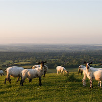 Buy canvas prints of Sheep on Hill by Peter Borcherds