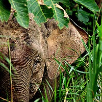 Buy canvas prints of Malaysian Pygmy Elephant by Mattie Devreaux Chamberlain