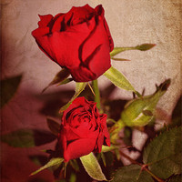 Buy canvas prints of Red roses. by Nadeesha Jayamanne