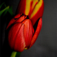 Buy canvas prints of Tulips. by Nadeesha Jayamanne