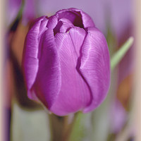 Buy canvas prints of Purple Tulip. by Nadeesha Jayamanne