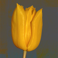 Buy canvas prints of Yellow Tulip by Nadeesha Jayamanne