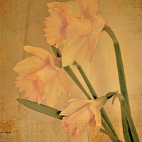 Buy canvas prints of Daffodil 2 by Nadeesha Jayamanne