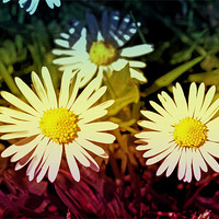 Buy canvas prints of Daisy flowers. by Nadeesha Jayamanne