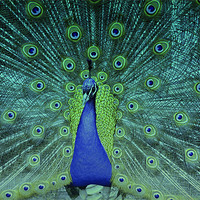 Buy canvas prints of Dancing Peacock!! by Nadeesha Jayamanne