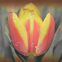 Buy canvas prints of Tulip with water drops. by Nadeesha Jayamanne