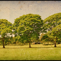 Buy canvas prints of Beautiful Green Trees!! by Nadeesha Jayamanne
