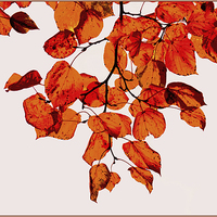 Buy canvas prints of Autumn beauty III by Nadeesha Jayamanne