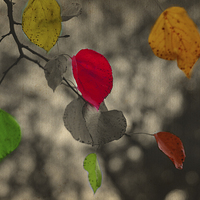 Buy canvas prints of Autumn colors!! by Nadeesha Jayamanne