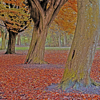 Buy canvas prints of Autumn Trees III by Nadeesha Jayamanne