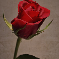 Buy canvas prints of Red rose.. by Nadeesha Jayamanne