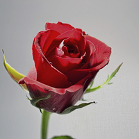Buy canvas prints of Red rose  by Nadeesha Jayamanne