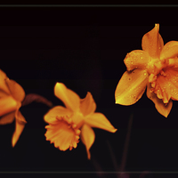 Buy canvas prints of Daffodils. by Nadeesha Jayamanne