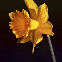 Buy canvas prints of Daffodil. by Nadeesha Jayamanne
