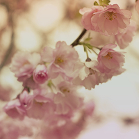 Buy canvas prints of Cherry Blossoms by Nadeesha Jayamanne