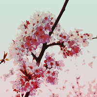 Buy canvas prints of Cherry Blossoms by Nadeesha Jayamanne