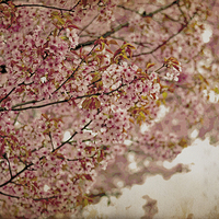 Buy canvas prints of Cherry Blossoms IV by Nadeesha Jayamanne