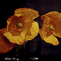 Buy canvas prints of Yellow poppies by Nadeesha Jayamanne