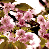 Buy canvas prints of Cherry Blossoms VIII by Nadeesha Jayamanne