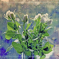 Buy canvas prints of  White Roses!! by Nadeesha Jayamanne
