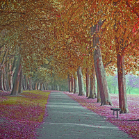 Buy canvas prints of  Walking Path!! by Nadeesha Jayamanne