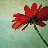 Buy canvas prints of  Red daisy by Nadeesha Jayamanne