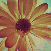 Buy canvas prints of  Yellow daisy by Nadeesha Jayamanne