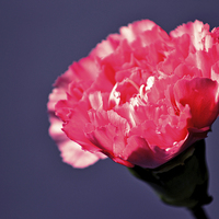 Buy canvas prints of  Pink carnation by Nadeesha Jayamanne