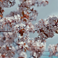 Buy canvas prints of Cherry Blossoms!  by Nadeesha Jayamanne