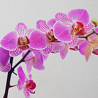 Buy canvas prints of Orchids!  by Nadeesha Jayamanne