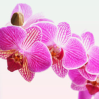 Buy canvas prints of Orchids! by Nadeesha Jayamanne